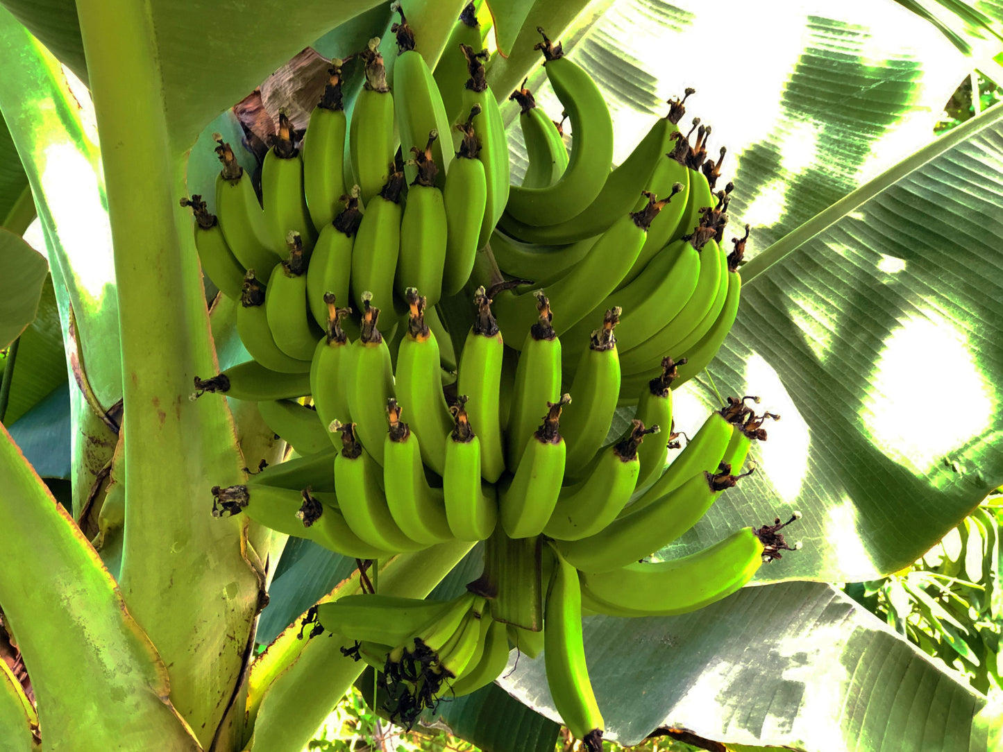 Dwarf Green Banana LIVE Plant