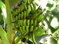 Dwarf Green Banana LIVE Plant