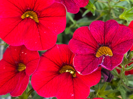 Dwarf Petunia Flower Seeds