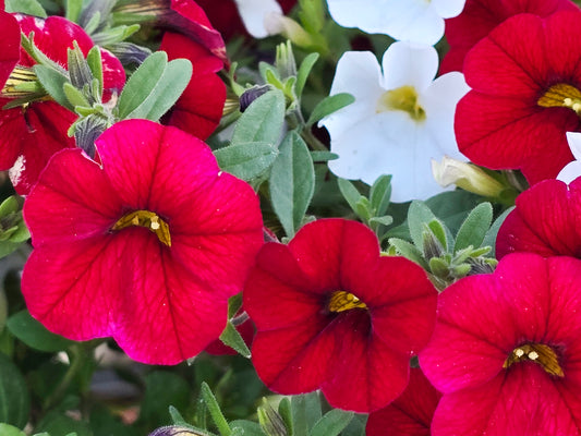 Dwarf Petunia Flower Seeds