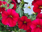 Dwarf Petunia Flower Seeds