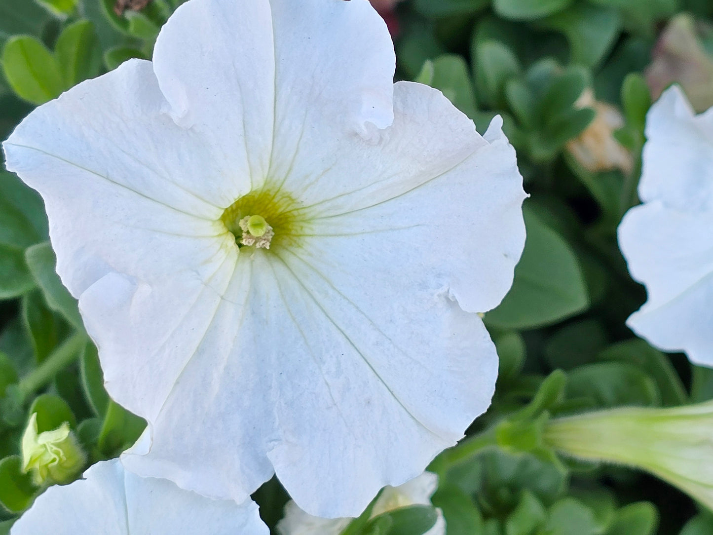 Dwarf Petunia Flower Seeds