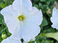 Dwarf Petunia Flower Seeds