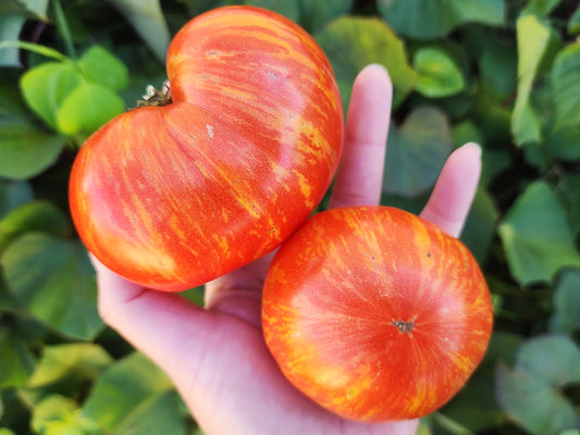 Dwarf Beauty King Beefsteak Tomato Seeds