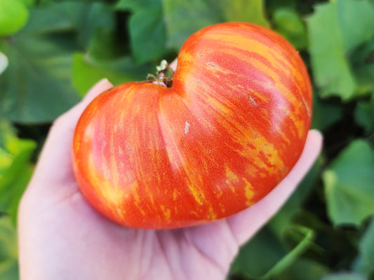 Dwarf Beauty King Beefsteak Tomato Seeds