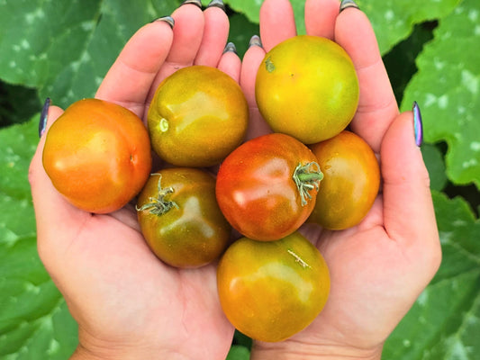 Dwarf Copperhead Tomato Seeds