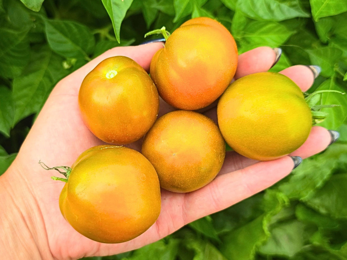Dwarf Copperhead Tomato Seeds