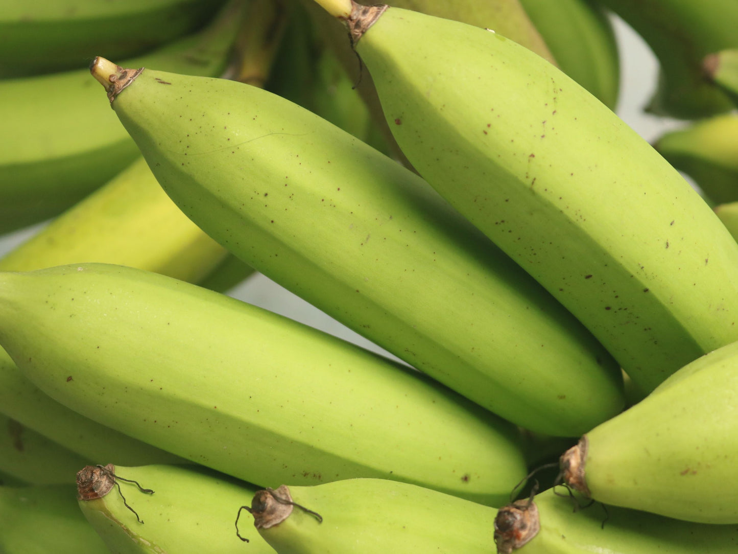 Dwarf Green Banana LIVE Plant