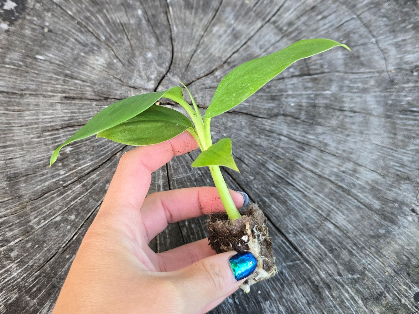 Dwarf Green Banana LIVE Plant