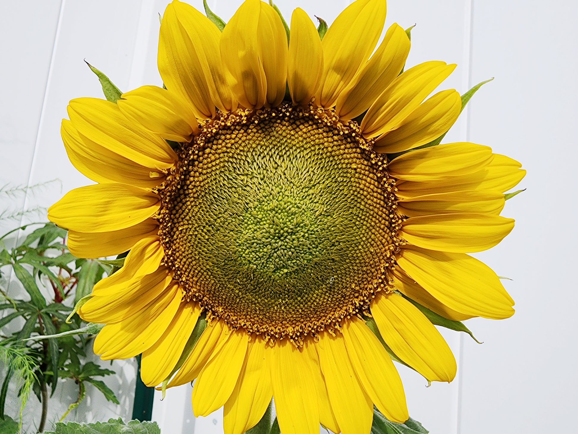 Helianthus Annuus Dwarf Single Sunspot