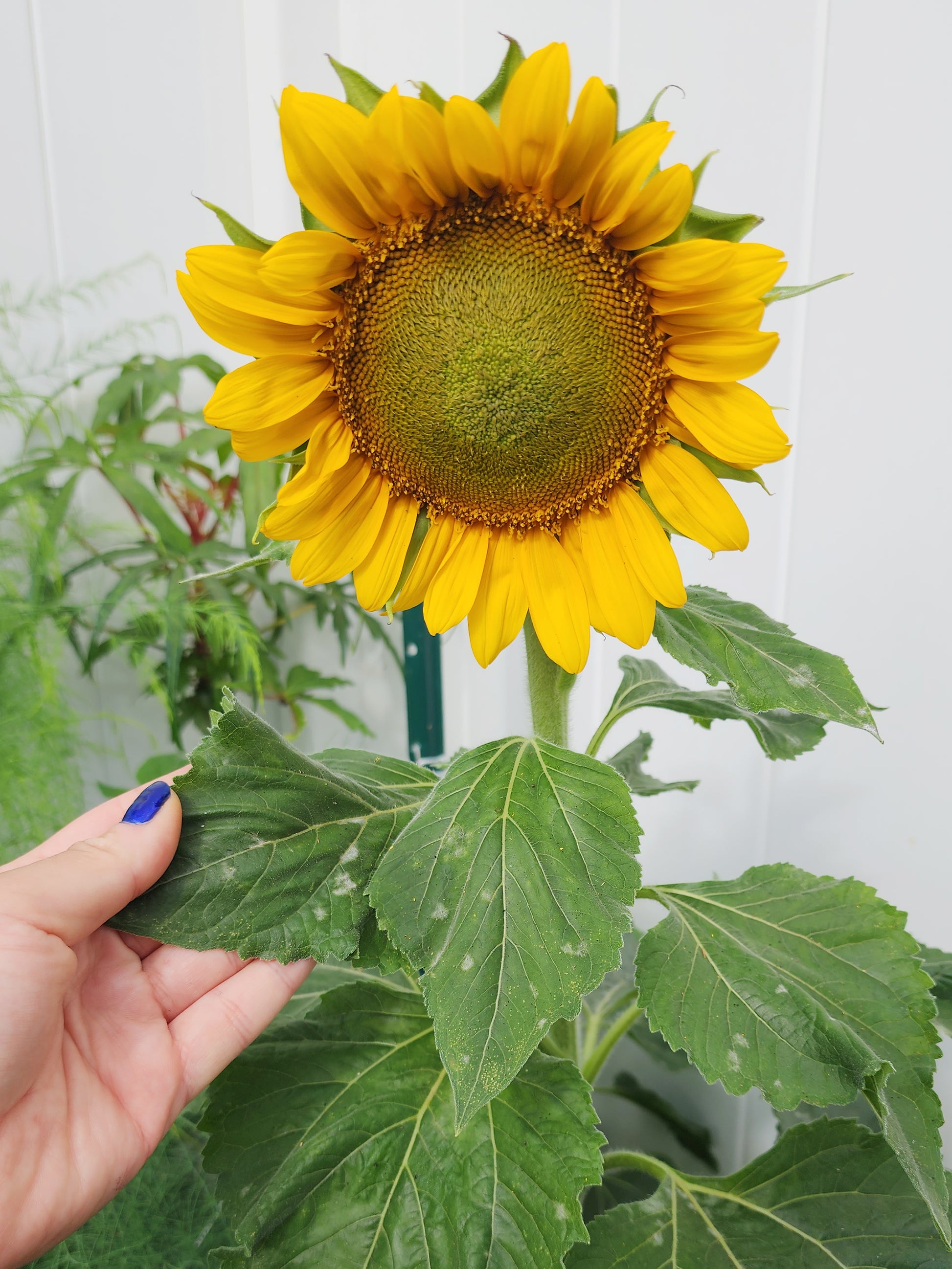 sunflower potted plant Dwarf Sunspot Sunflower – Compact, Edible Seed Blooms – Jerra's Garden