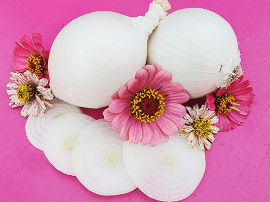 Early White Grano Short Day Onion