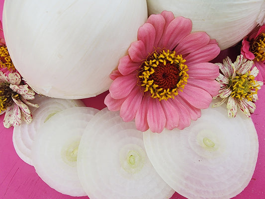 Early White Grano Short Day Onion