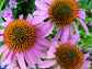 Apothecary Garden Seed Collection Gift Set