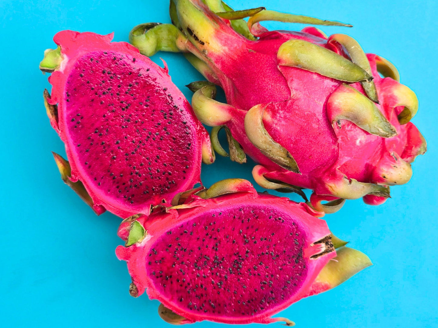 Edgar's Baby Self Fertile Dragon Fruit LIVE PLANT
