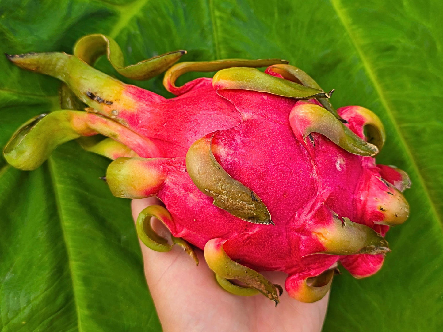 Edgar's Baby Self Fertile Dragon Fruit LIVE PLANT