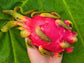 Edgar's Baby Self Fertile Dragon Fruit LIVE PLANT
