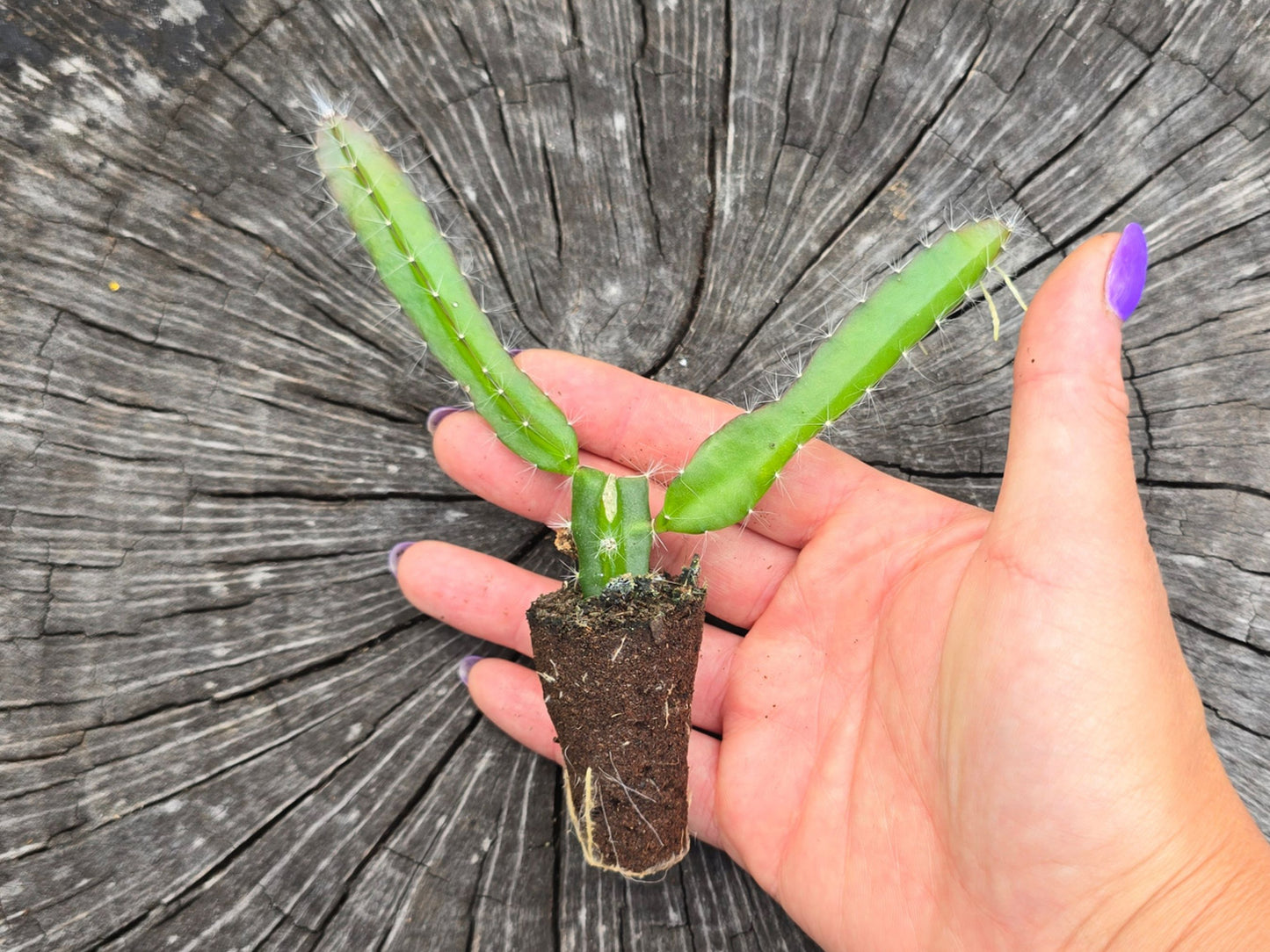 Edgar's Baby Self Fertile Dragon Fruit LIVE PLANT