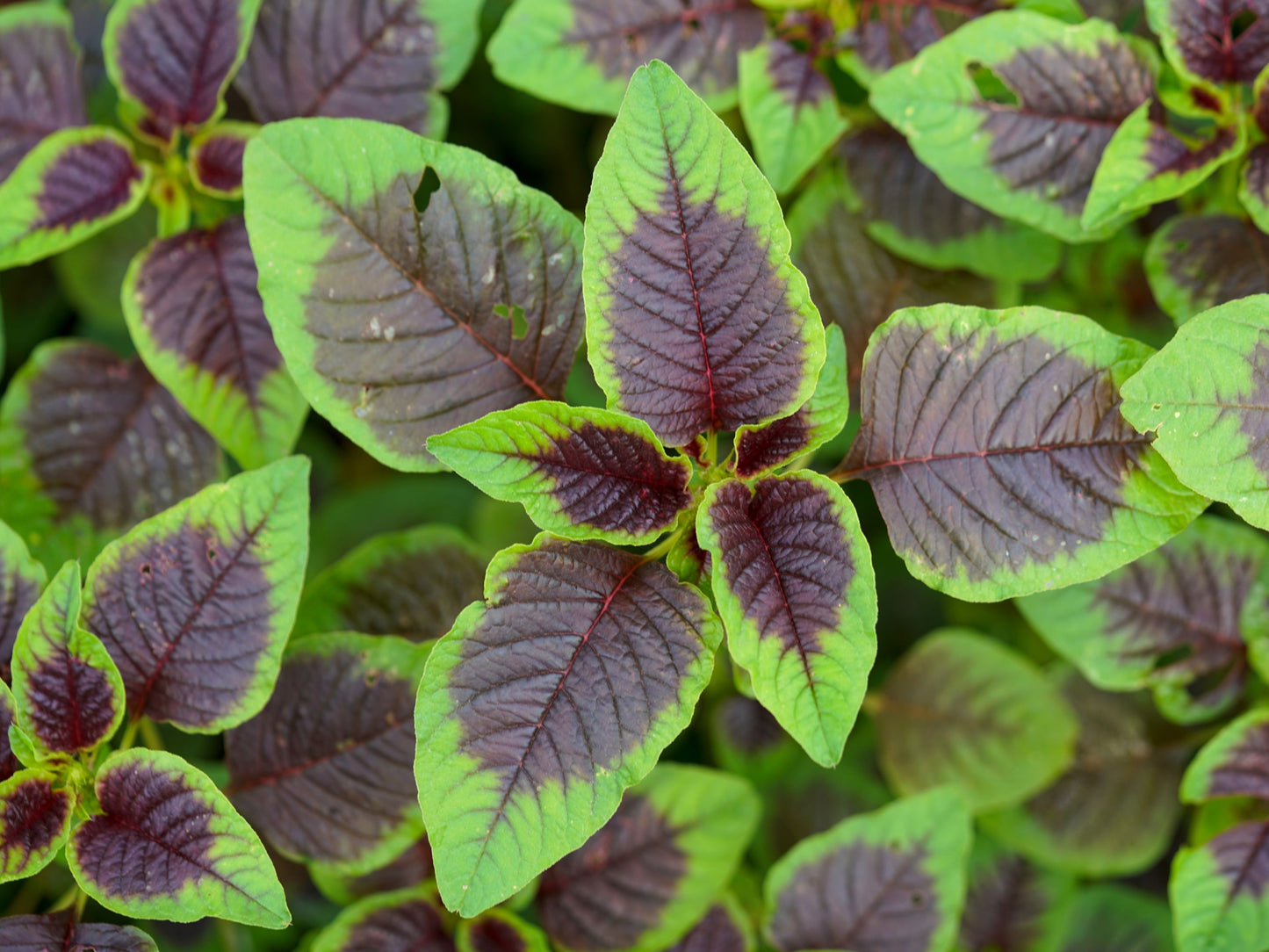 Red Edible Leaf Amaranth Seeds