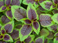Red Edible Leaf Amaranth Seeds