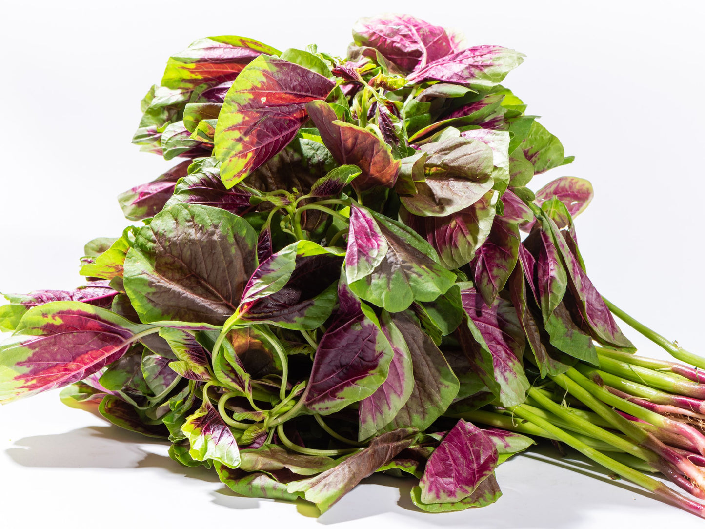 Red Edible Leaf Amaranth Seeds