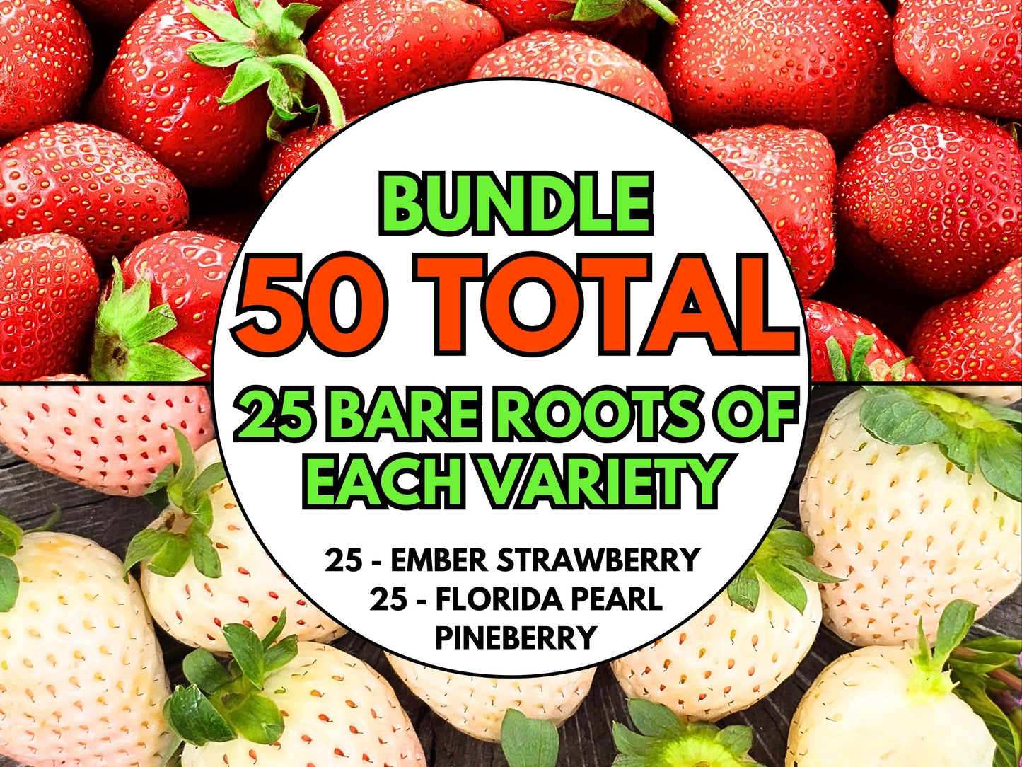 PRE SALE Strawberry Bare Roots — Ember & Florida Pearl Pineberry Varieties