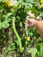 Extra Long Smooth Dishcloth Luffa for Sponges