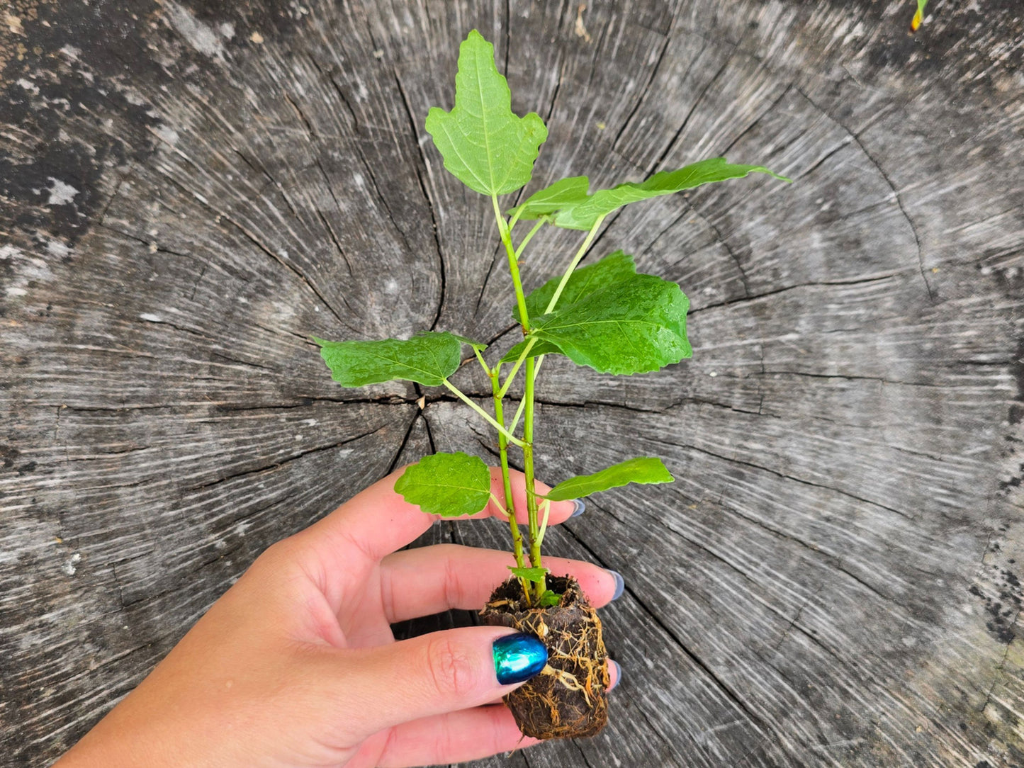 Fignomenal Dwarf Fig Tree LIVE Plant