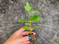 Fignomenal Dwarf Fig Tree LIVE Plant