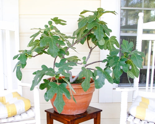 Fignomenal Dwarf Fig Tree LIVE Plant