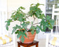 Fignomenal Dwarf Fig Tree LIVE Plant
