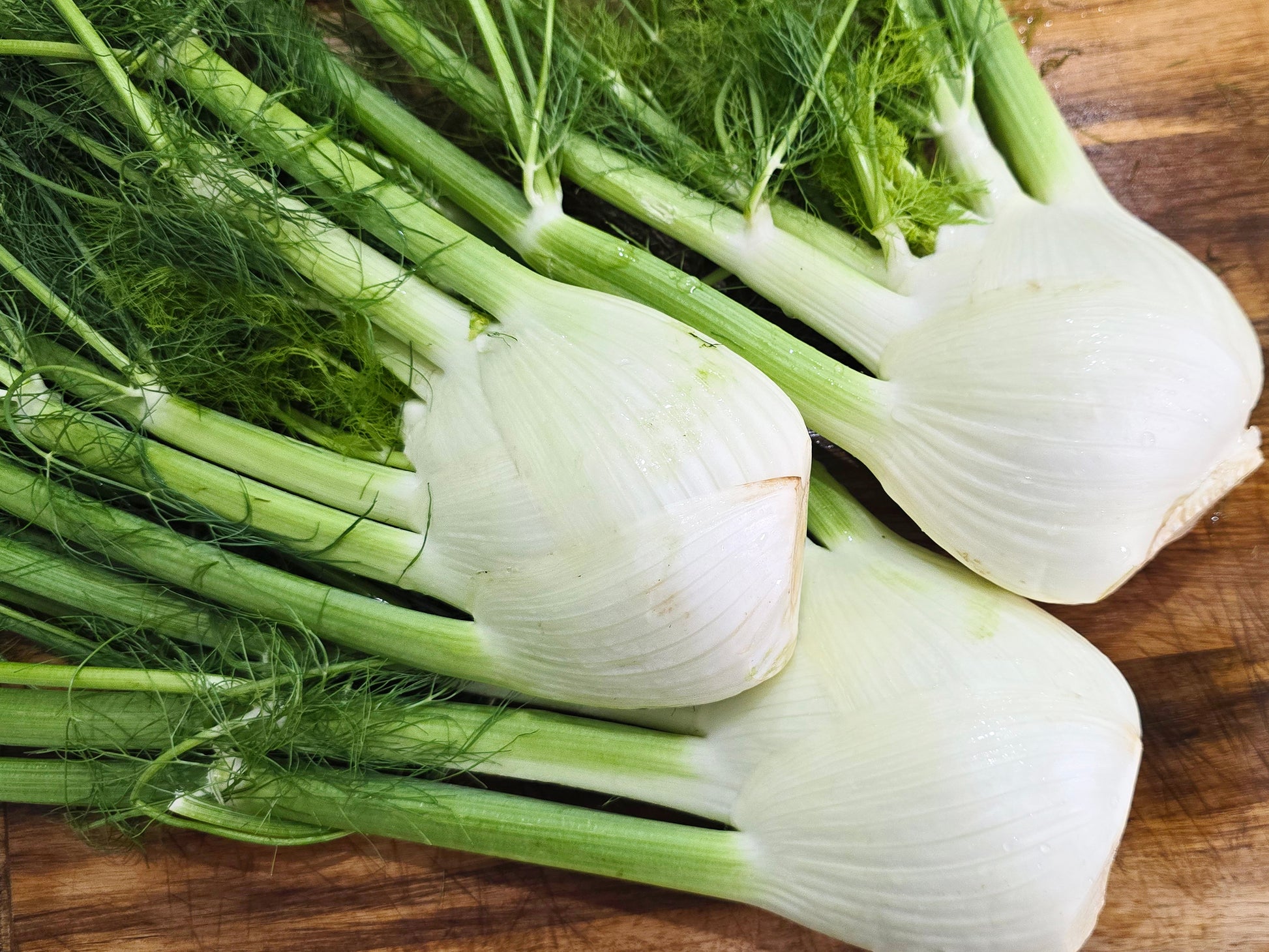 where to buy fennel seeds for planting Fennel Seeds – Edible Bulb, Herb & Butterfly Host – Jerra's Garden