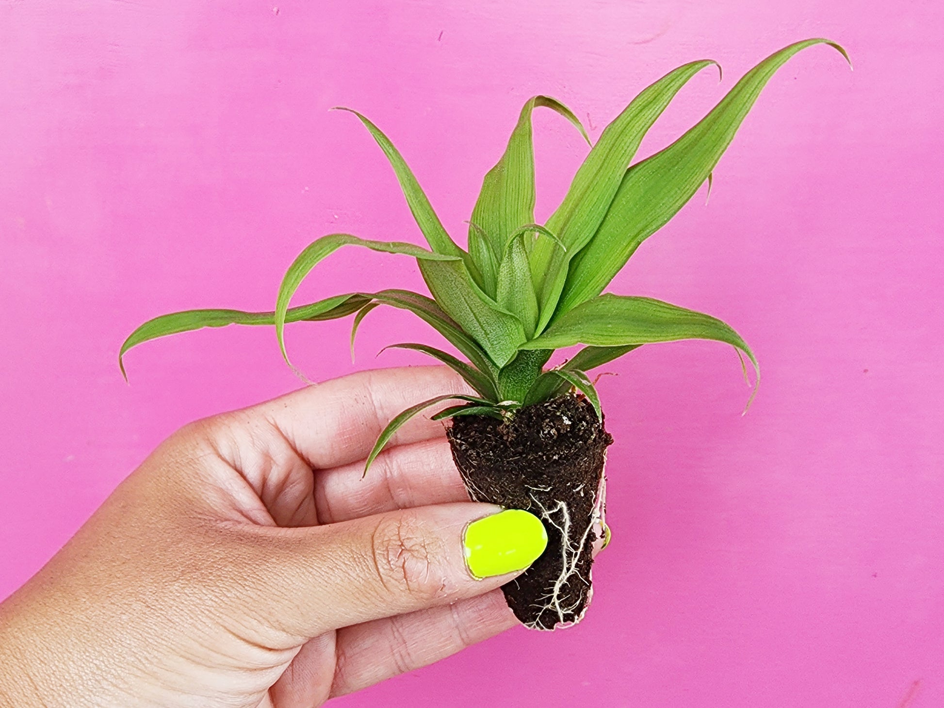 hershey pineapple plant White Jade Pineapple – Thornless, Sweet LIVE Plant – Jerra's Garden