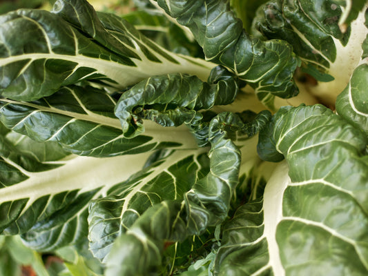 Fordhook Giant Swiss Chard Seeds