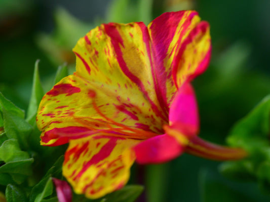 Broken Colors Four O' Clock Flower Seeds