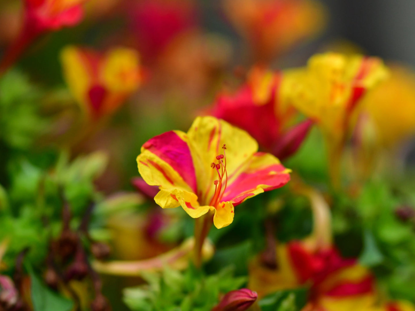 Broken Colors Four O' Clock Flower Seeds