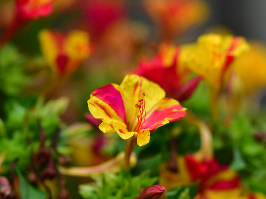 Broken Colors Four O' Clock Flower Seeds