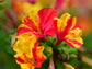 Broken Colors Four O' Clock Flower Seeds