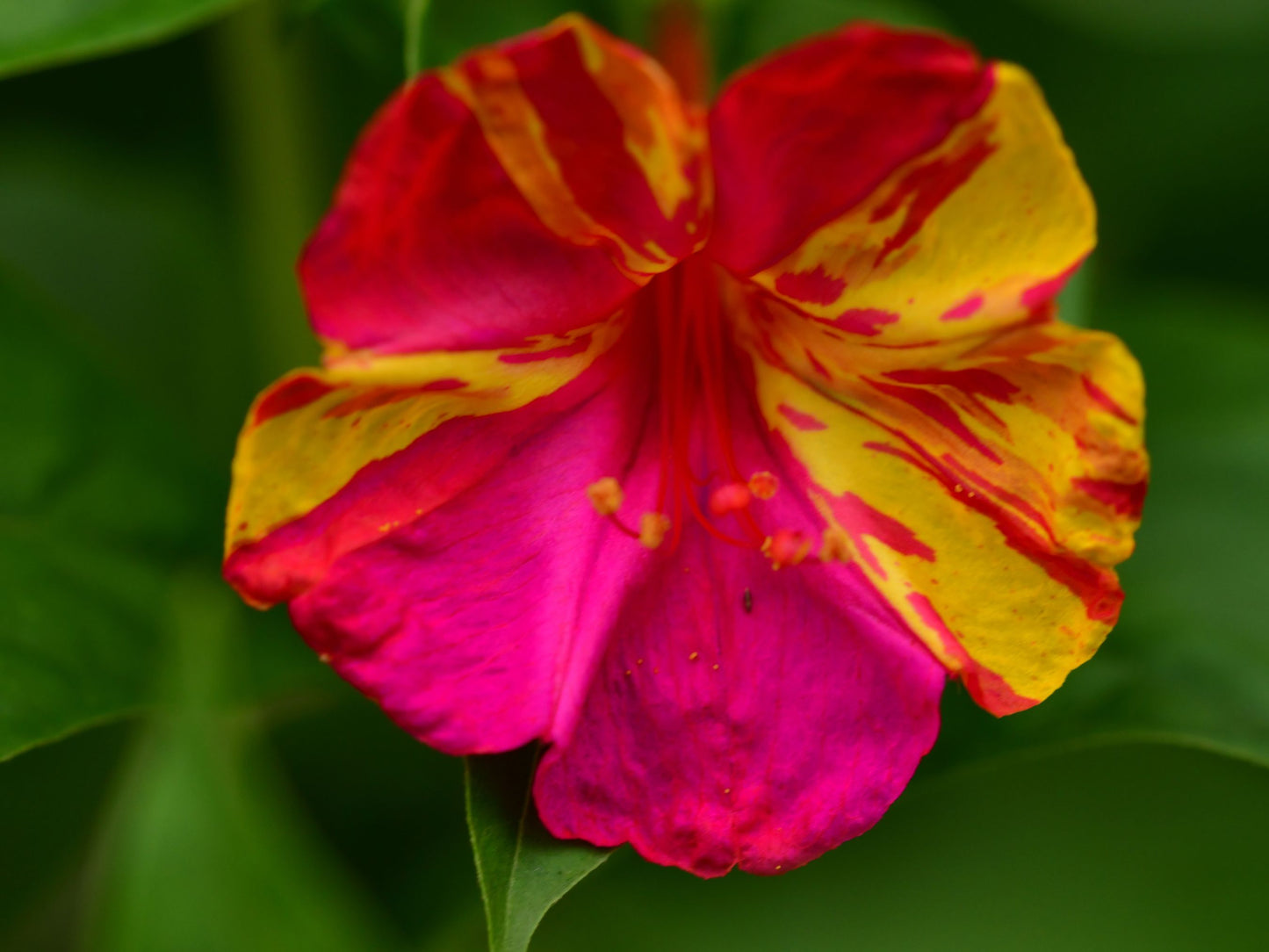 Broken Colors Four O' Clock Flower Seeds