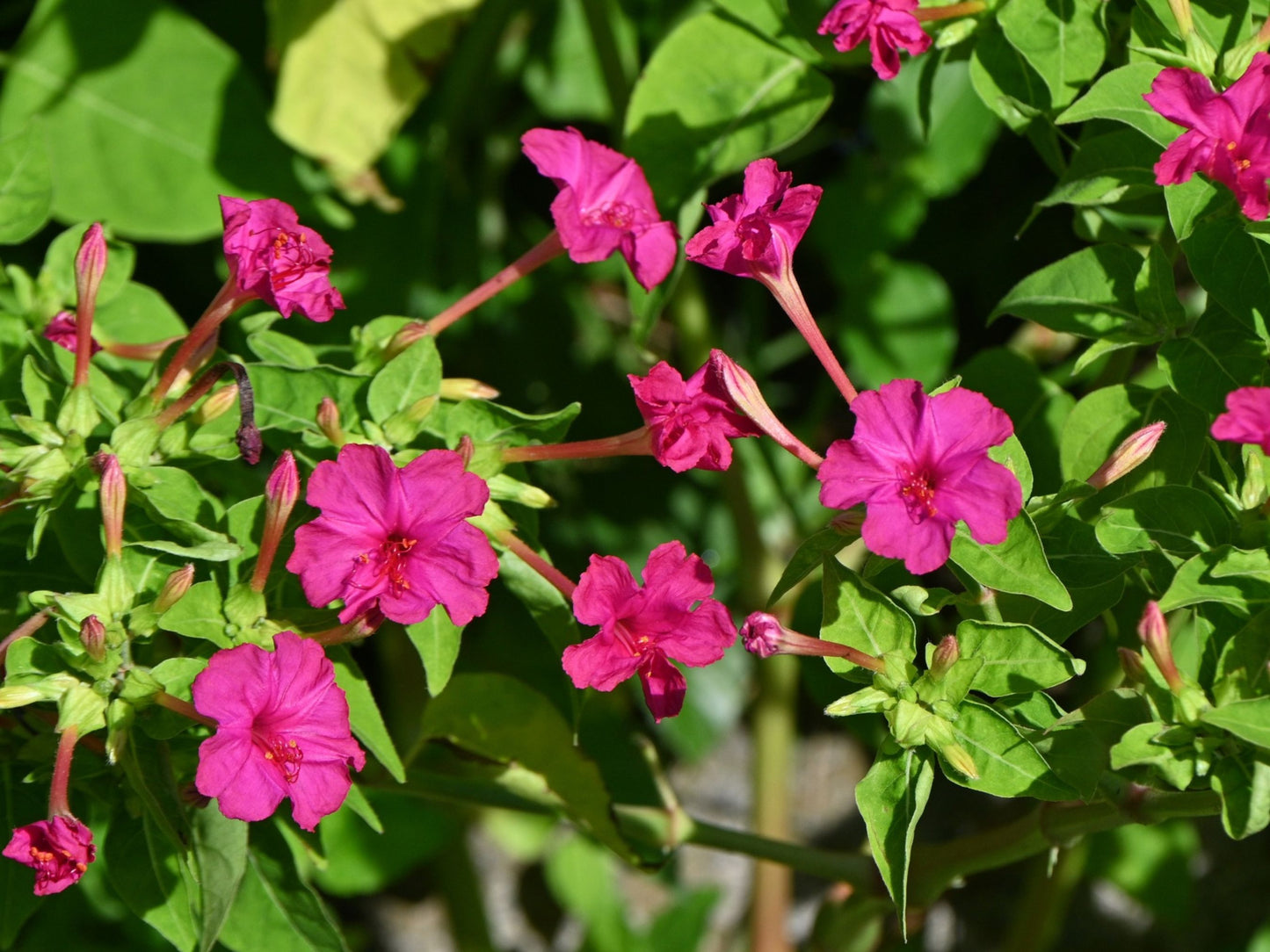 Four O’Clock Flower Seeds
