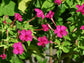 Four O’Clock Flower Seeds