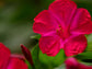 Four O’Clock Flower Seeds