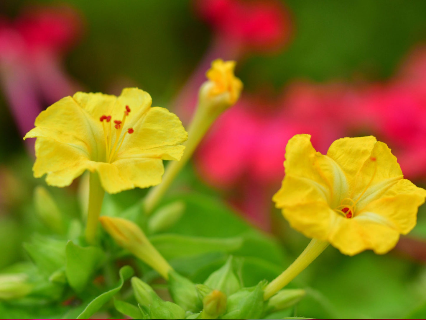 Four O’Clock Flower Seeds