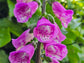 Foxglove (Digitalis Purpurea) Flower Seeds