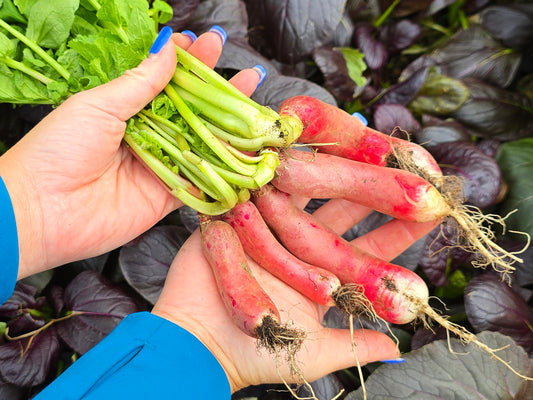 French Breakfast Radish Seeds