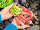French Breakfast Radish Seeds
