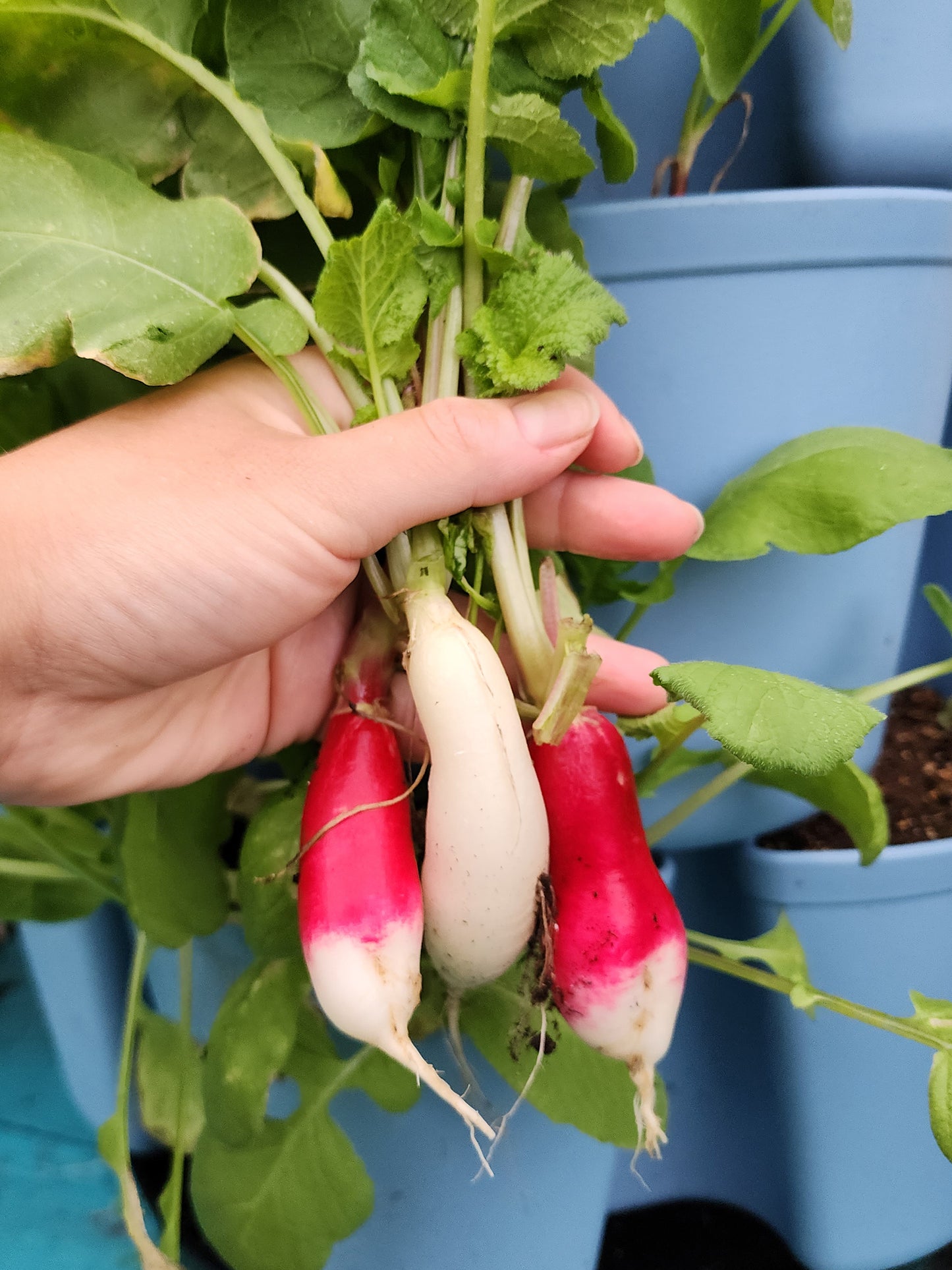 French Breakfast Radish Seeds
