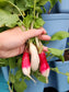 French Breakfast Radish Seeds