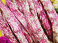 French Horticultural Bean Seeds