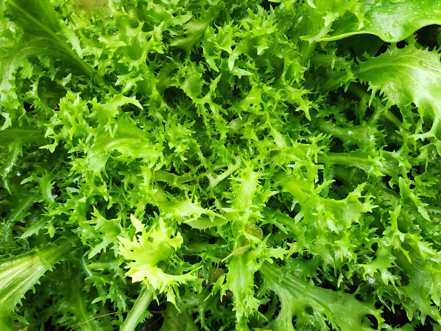Frisse Endive Greens Seeds